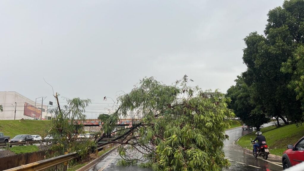 Árvore caída na Marginal Botafogo sentido Sul/Norte