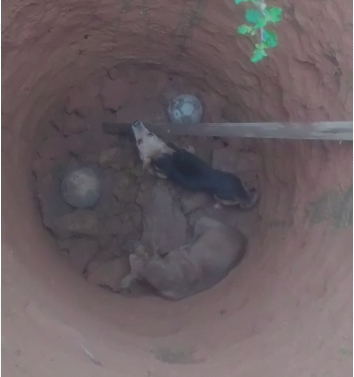 Cachorros são encontrados em cisterna desativada, em Luziânia