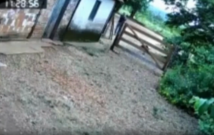 Homem é preso após atirar e matar cachorro em fazenda de Israelândia