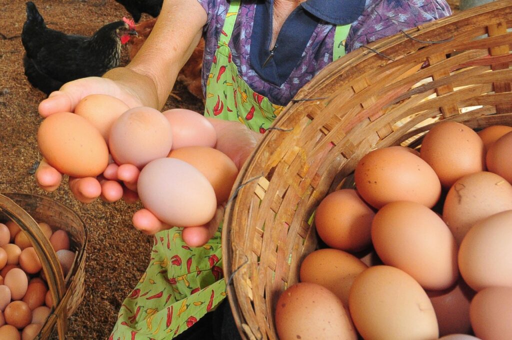 Estiagem afeta produção de ovos no País e deixa produto mais caro