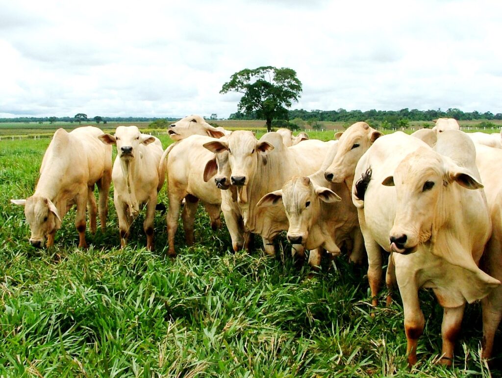 Goiás espera o rápido restabelecimento das exportações de carne