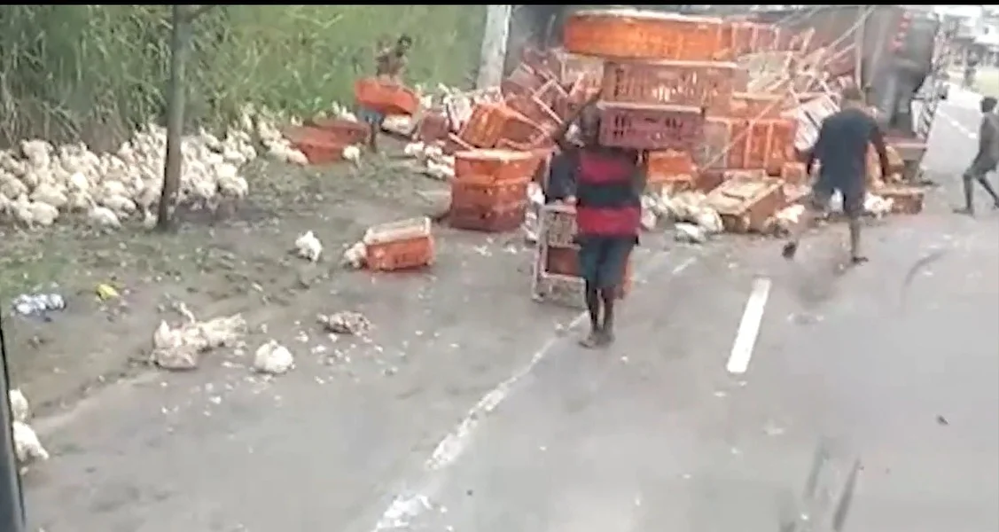 as diversas galinhas ficaram soltas e invadiram o meio da rodovia