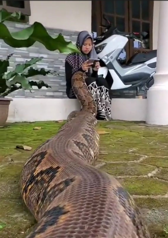 Na indonésia, uma moça acabou viralizando nas redes, por postar um vídeo inusitado com uma cobra Píton de estimação no colo, enquanto mexe no celular.