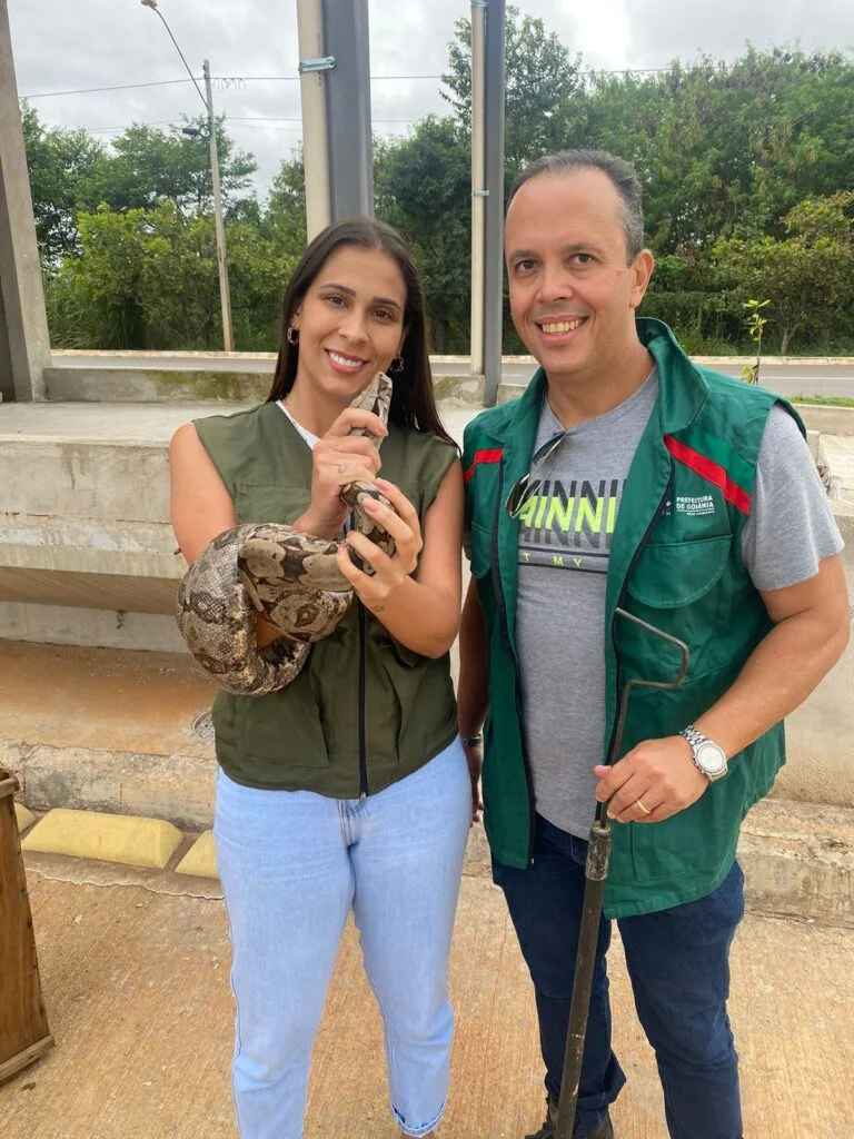 Amma resgata jiboia próximo à plataforma do BRT, na Avenida Goiás Norte: cobra adulta com mais de um metro foi encaminhada para o Centro de Triagem de Animais Silvestres (