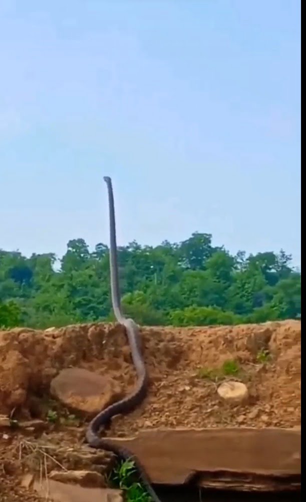 Nas imagens é possível ver o réptil, da espécie “cobra-real”, conhecida como a maior serpente venenosa do mundo.