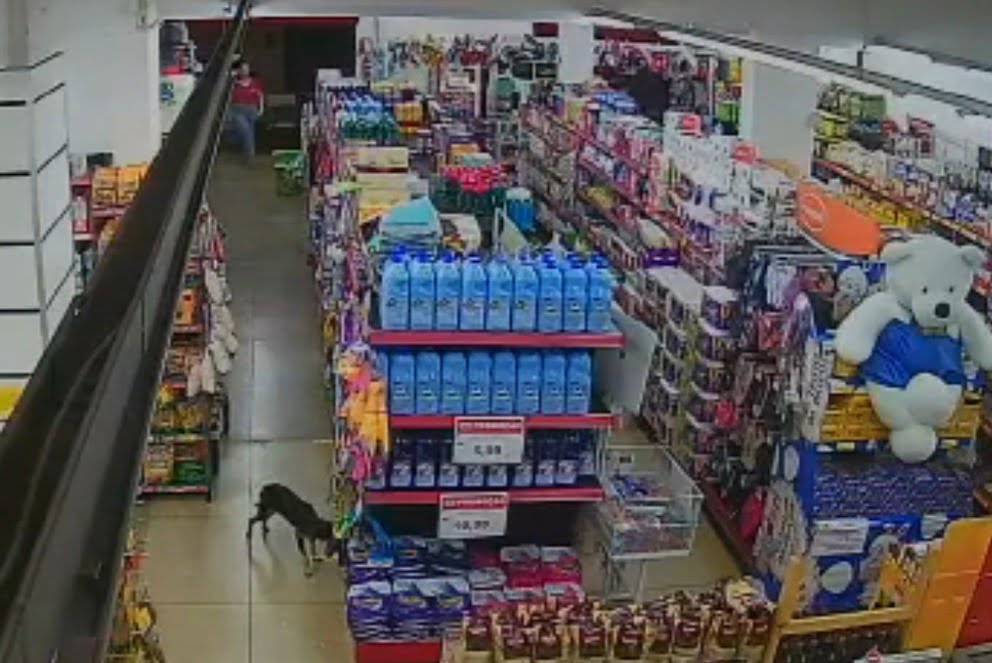 Um cachorro bem travesso viralizou por ‘furtar’ um pacote de ração em um supermercado em Anapólis, a 55 km da capital, Goiânia.