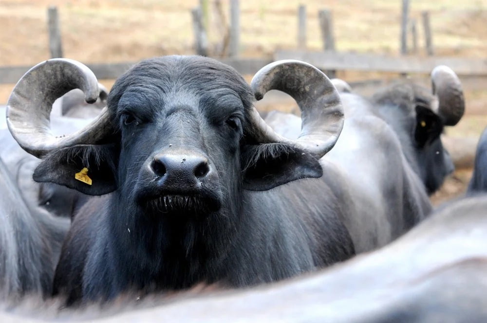 Justiça suspende liminar que impedia doação de búfalos soltos em território Kalunga