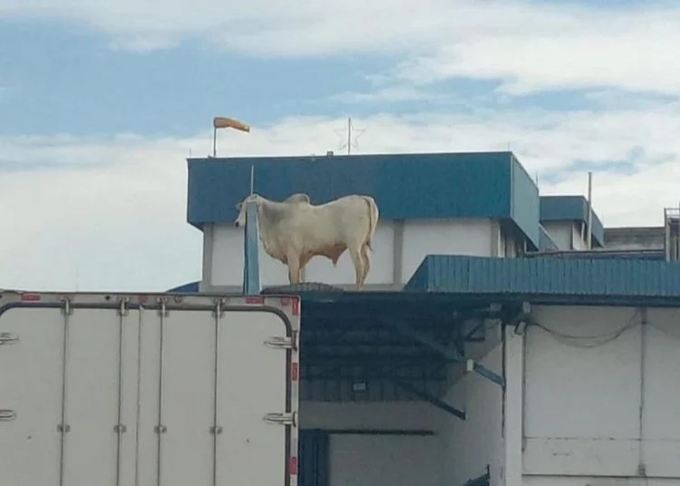 O boi fujão escapou da ala de confinamento do frigorífico que fica na altura do telhado, e acabou indo parar em cima do local.