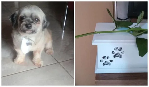 Mulher leva cachorro ao pet shop e animal morre enquanto era tosado