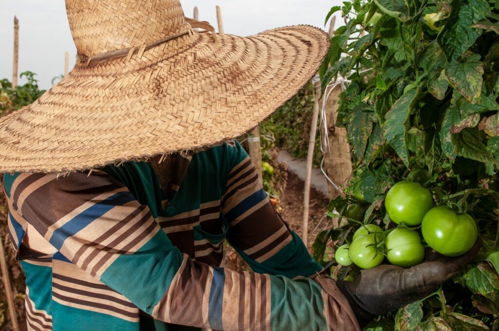 Goiás deve responder por 32,7% do volume total de tomate a ser produzido este ano no Brasil