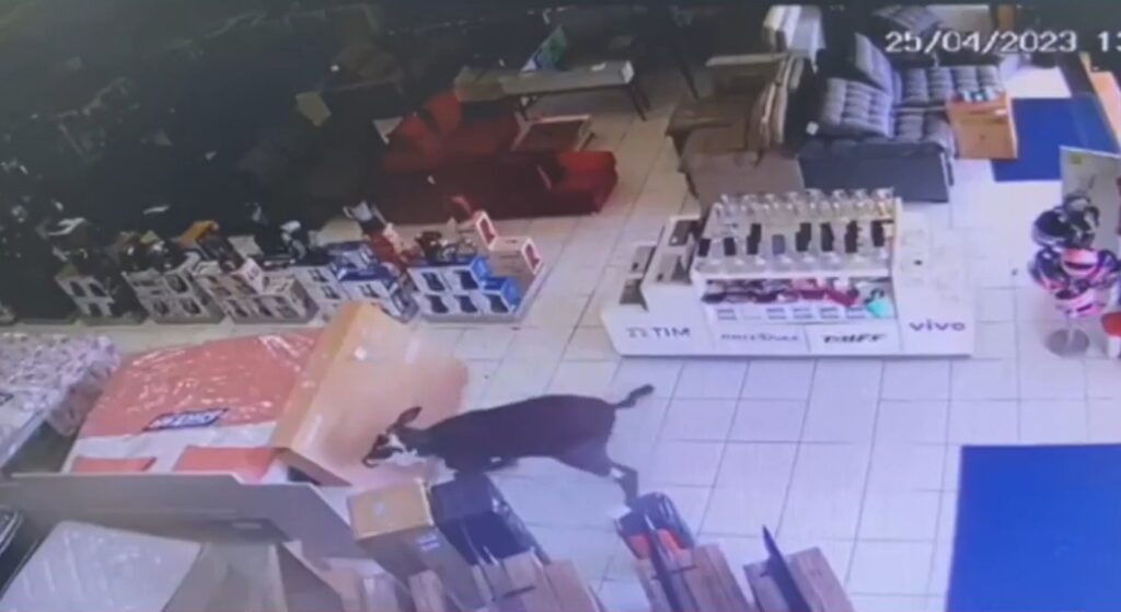Uma vaca desgovernada entrou derrapando e caindo dentro de uma loja de móveis, assustando vendedores que trabalhavam no momento.
