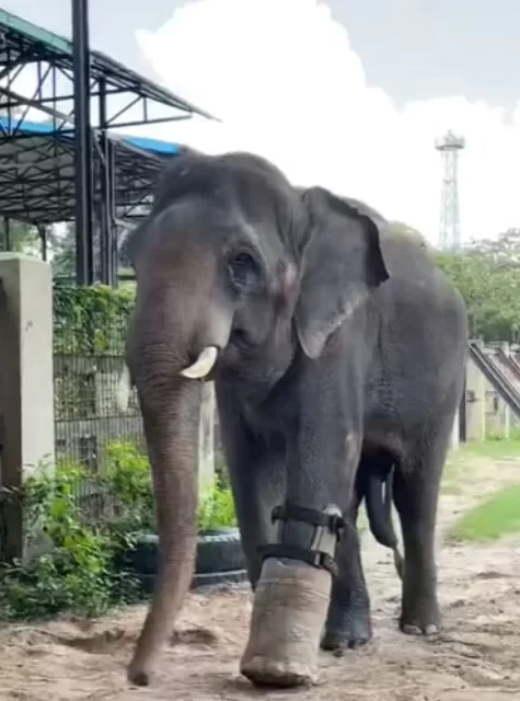 Elefante que perdeu pata na infância ganha nova prótese