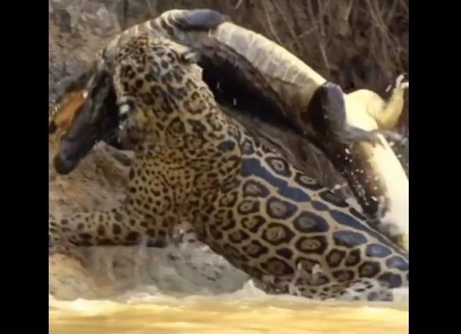 Onça-pintada dá bote e agarra jacaré com a boca dentro d'água, no Pantanal