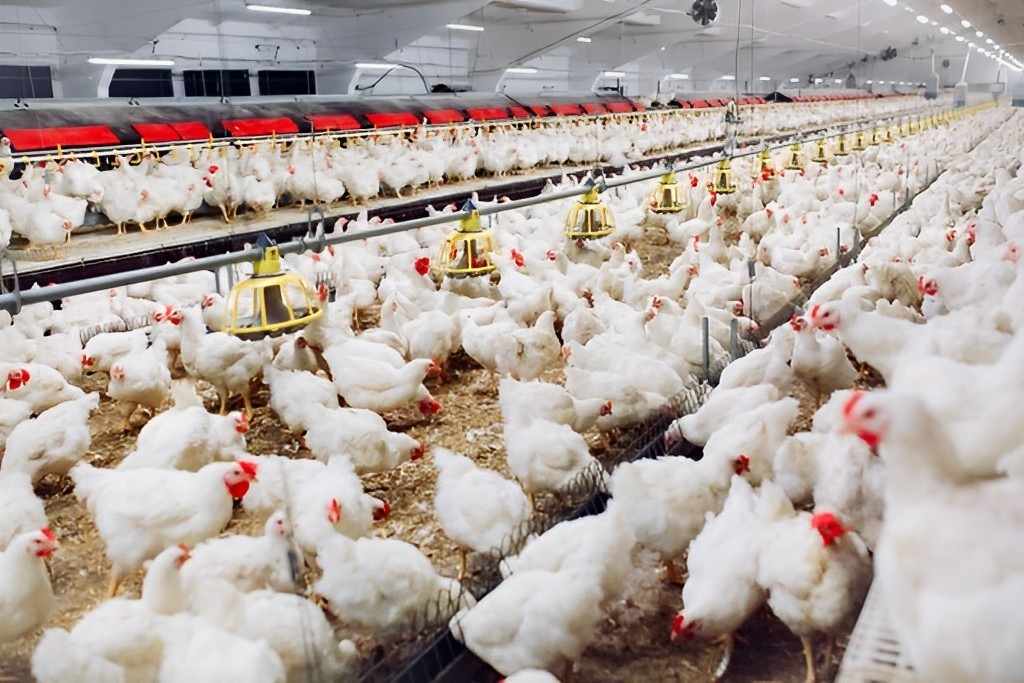 Governo de Goiás mantém alerta sobre gripe aviária e reforça medidas