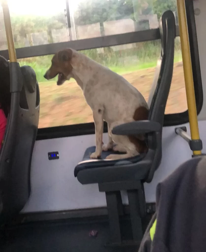 Cachorro viraliza ao embarcar sozinho em ônibus