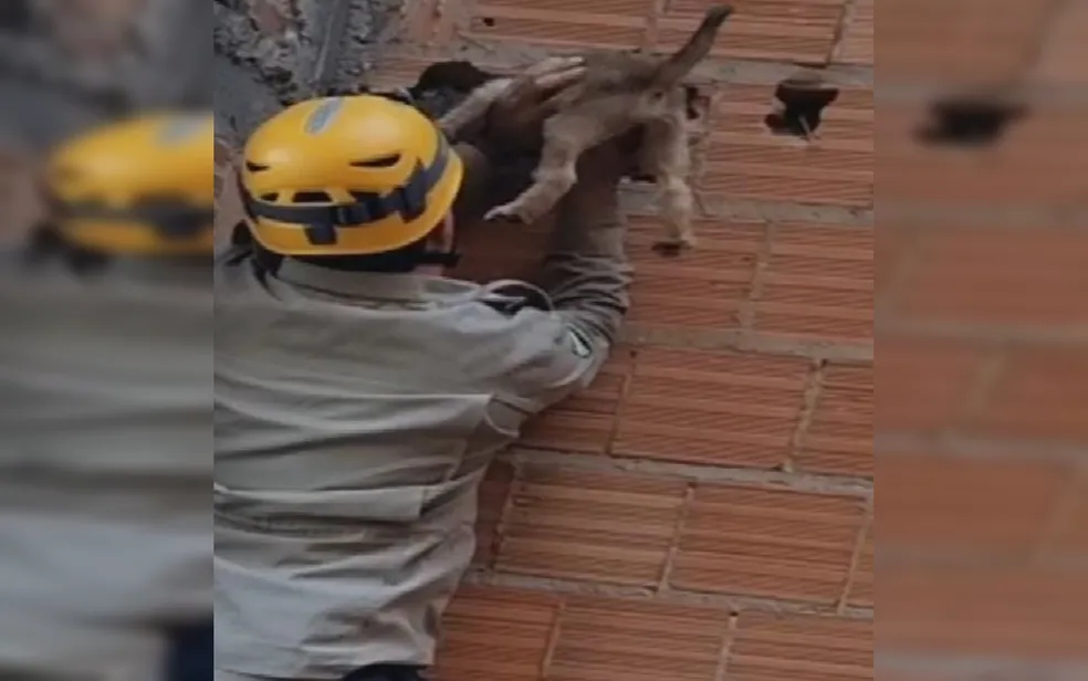 Filhote de cachorro é resgatado após ficar preso em muro, em Posse