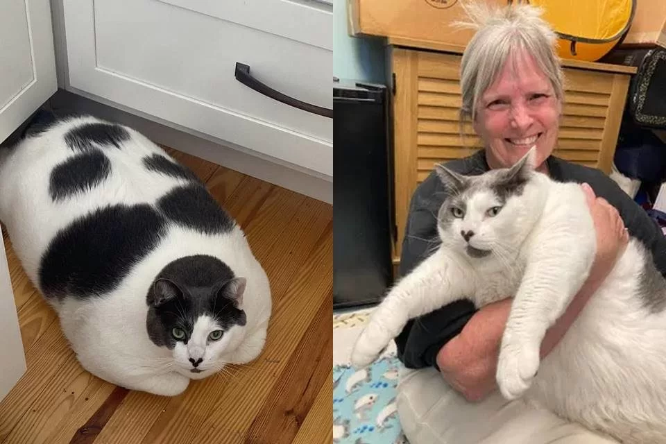 Petches, gato de 18 kg, viraliza após tutora compartilhar rotina de perca de peso