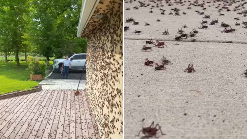 Casa nos EUA é infestada por insetos