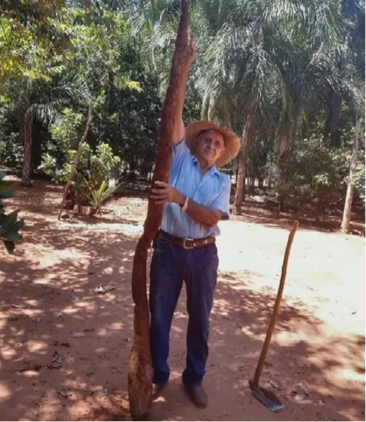 Produtor em Itaguaçu colhe mandioca de três metros de comprimento.