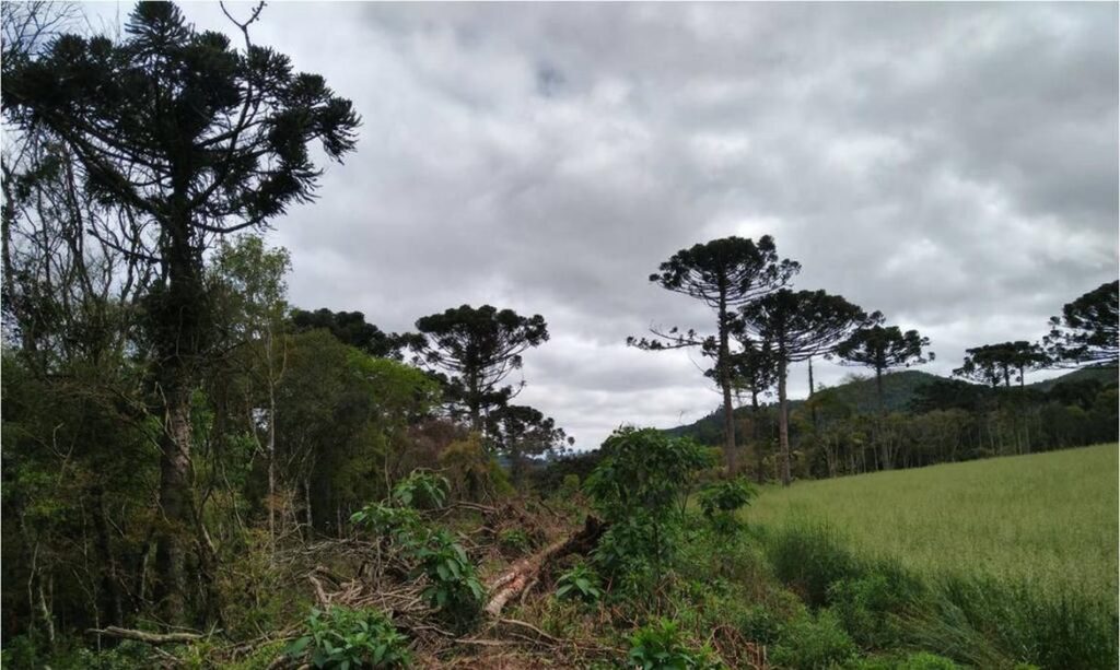 Ações ambientais ajudam na recuperação de 254 hectares de florestas