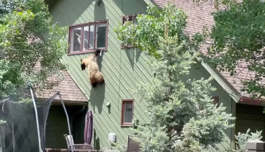 Urso invade casa, come costeletas e fica preso em janela durante fuga