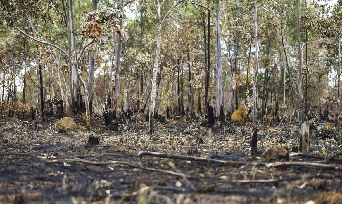 Combate ao desmatamento no Cerrado exige plano específico, alerta WWF