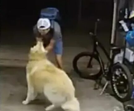 Ladrão interrompe fuga com bicicleta para fazer carinho em cão de residência