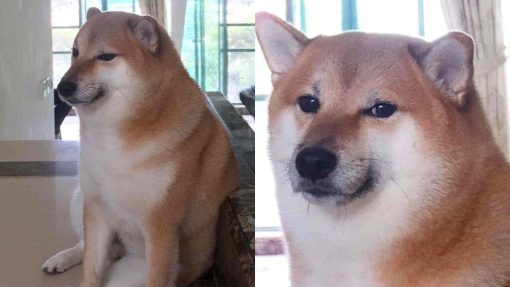 Morre Balltze, cachorro da raça shiba-inu que ficou famoso com memes na Internet