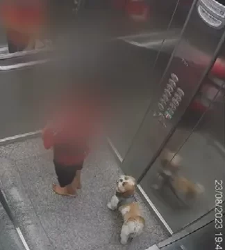 Criança pula no teto de elevador para salvar cachorra que ficou presa na porta