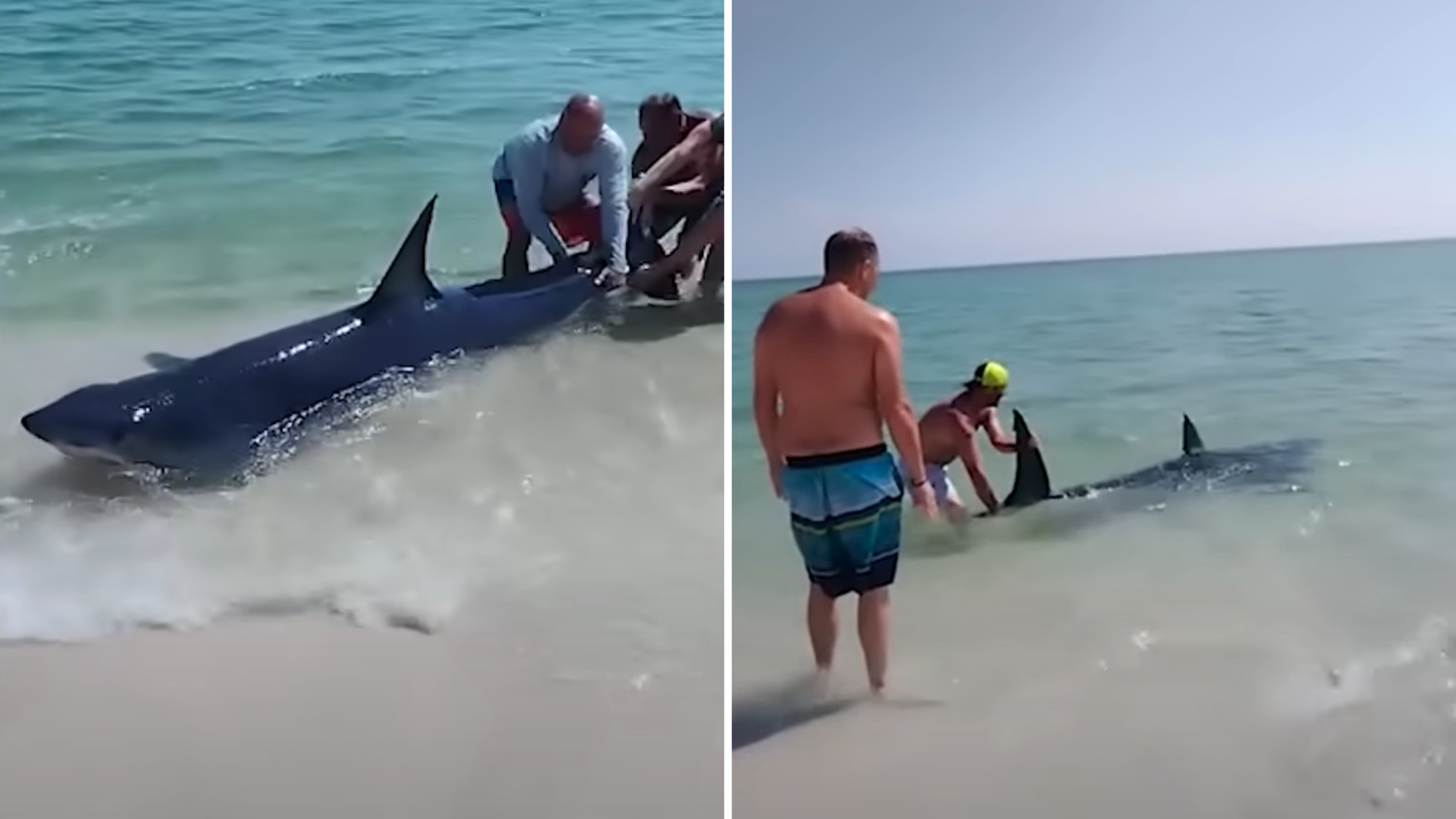 Tubarão encalhado na praia é salvo por banhistas na Flórida (EUA)
