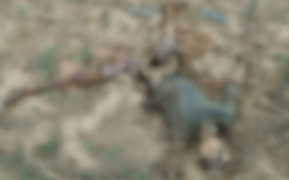 Dois corpos são encontrados às margens da rodovia GO-010, em Vianópolis