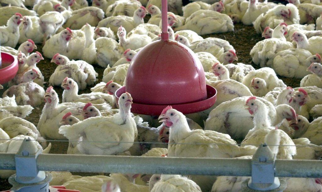 Em 2022, Goiás produziu mais galináceos do que todos estados da Região Norte no País