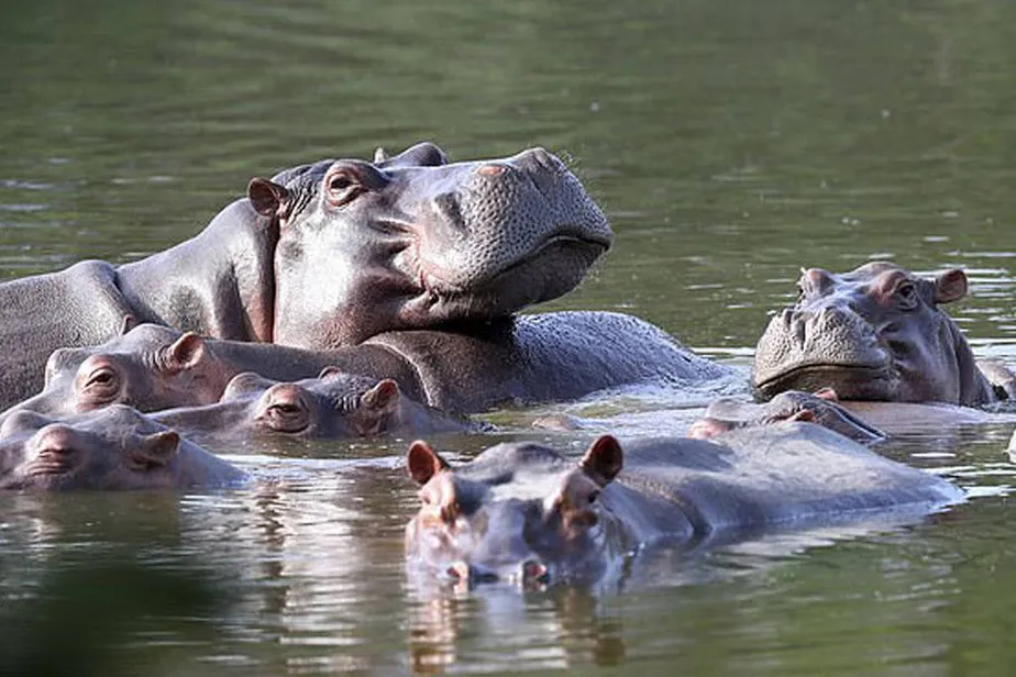 Hipopótamos de Pablo Escobar serão sacrificados pelo governo da Colômbia