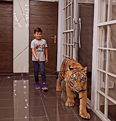 Criança é filmada ‘passeado’ com tigre no Paquistão e internautas se revoltam