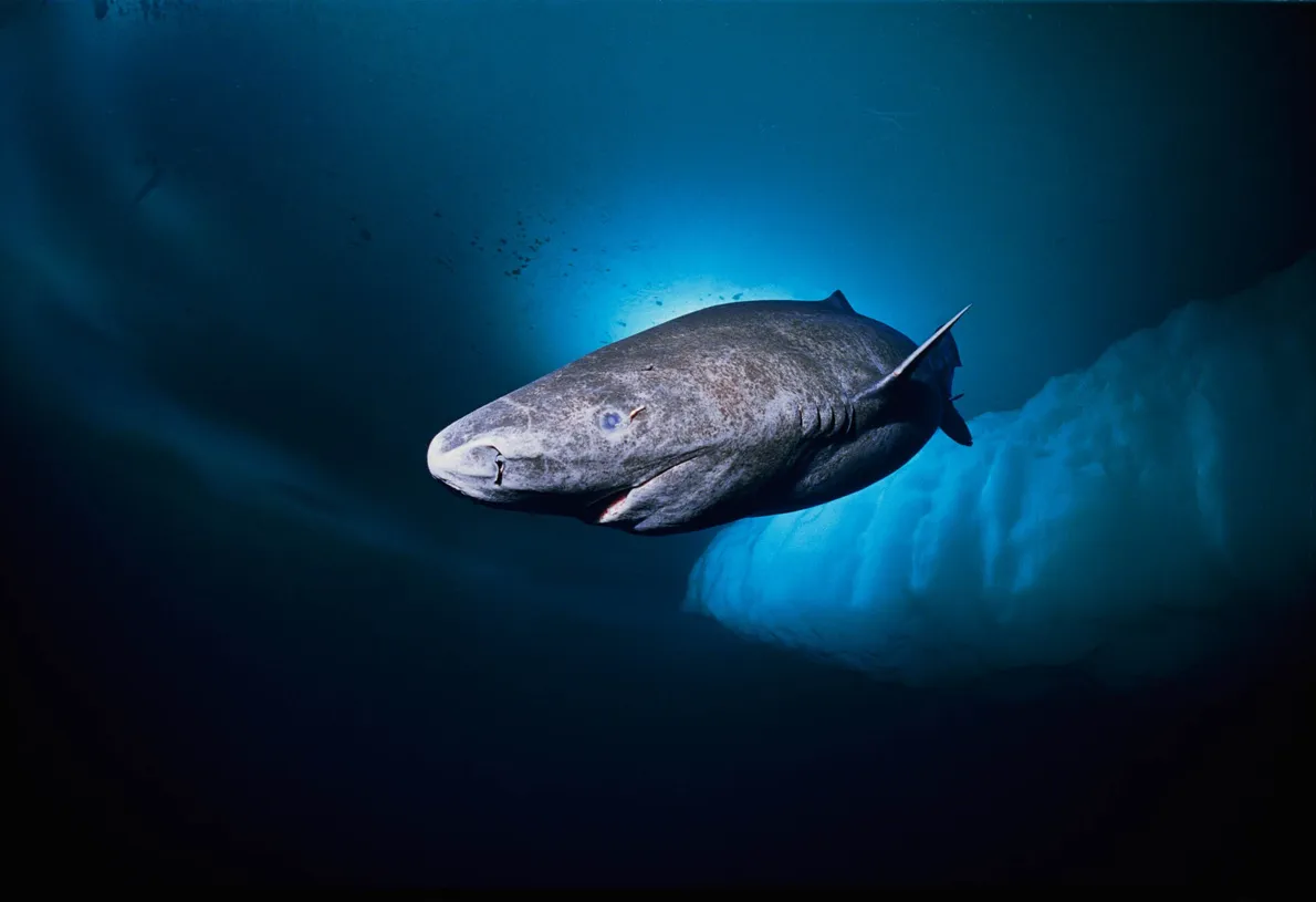 Mais de 500 anos: animal mais velho do mundo é encontrado no Mar do Caribe por grupo de biólogos