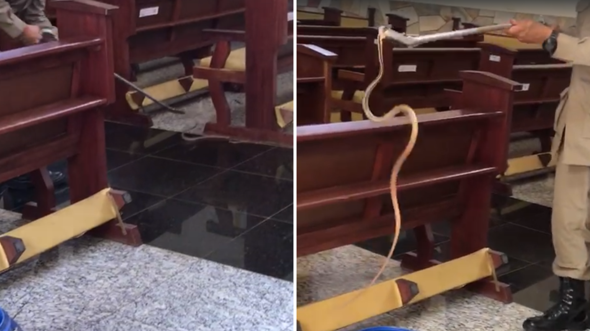 Cobra-cipó é encontrada dentro de igreja em Niquelândia