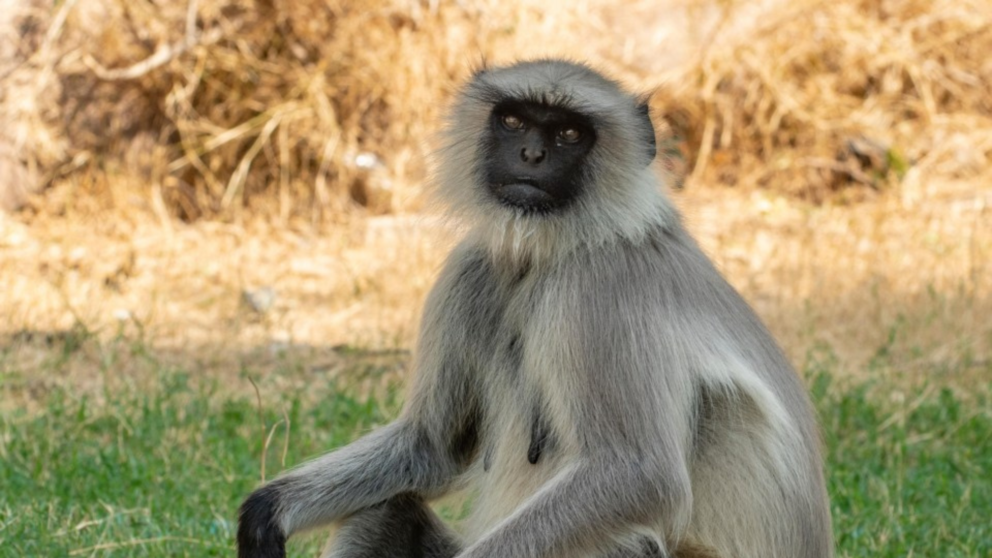 Menino de 10 anos tem seu intestino arrancado por macacos langures na Índia