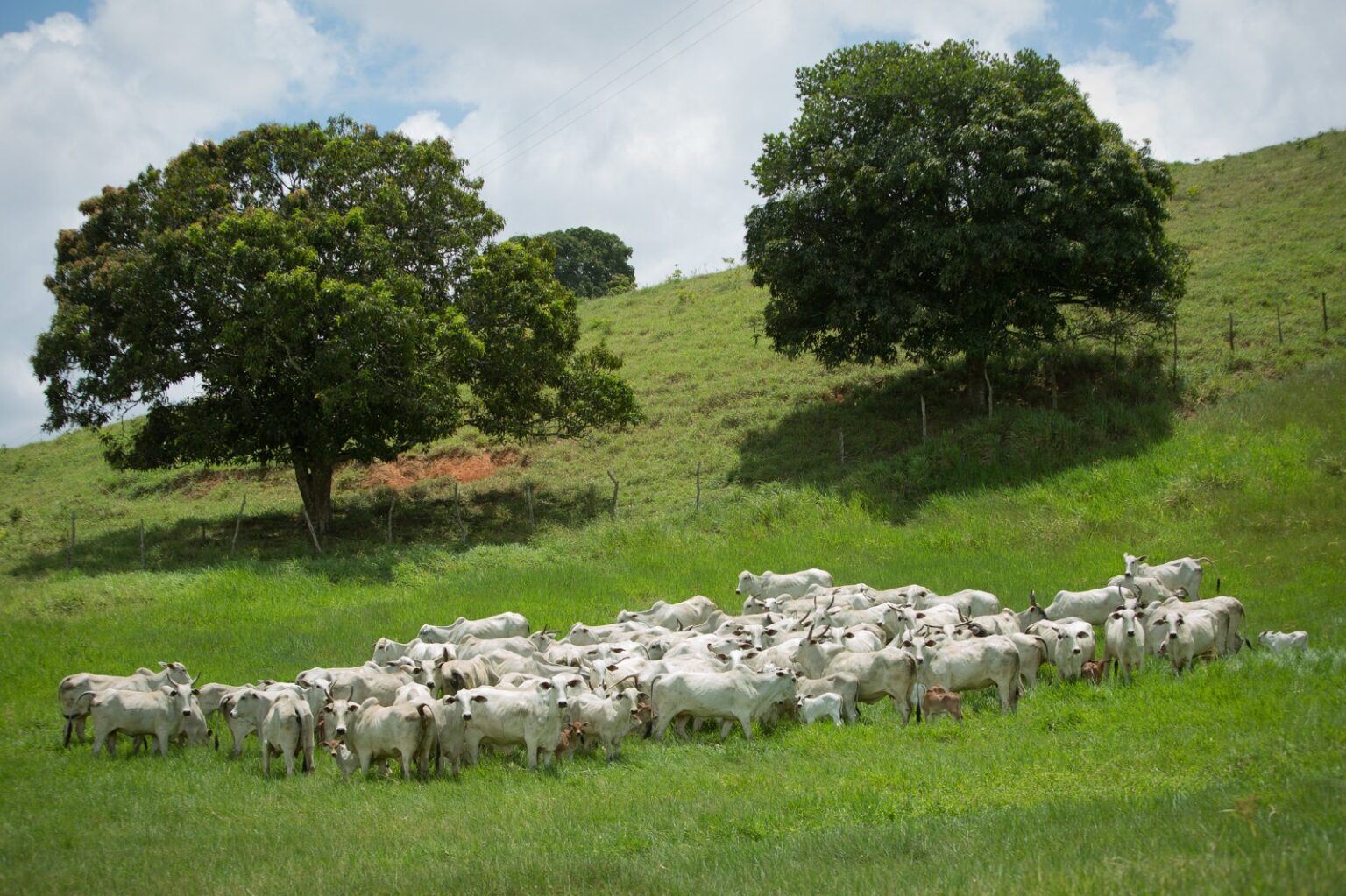 Produção de bovinos em Goiás é maior do que toda quantidade produzida pelos três estados da Região Sul