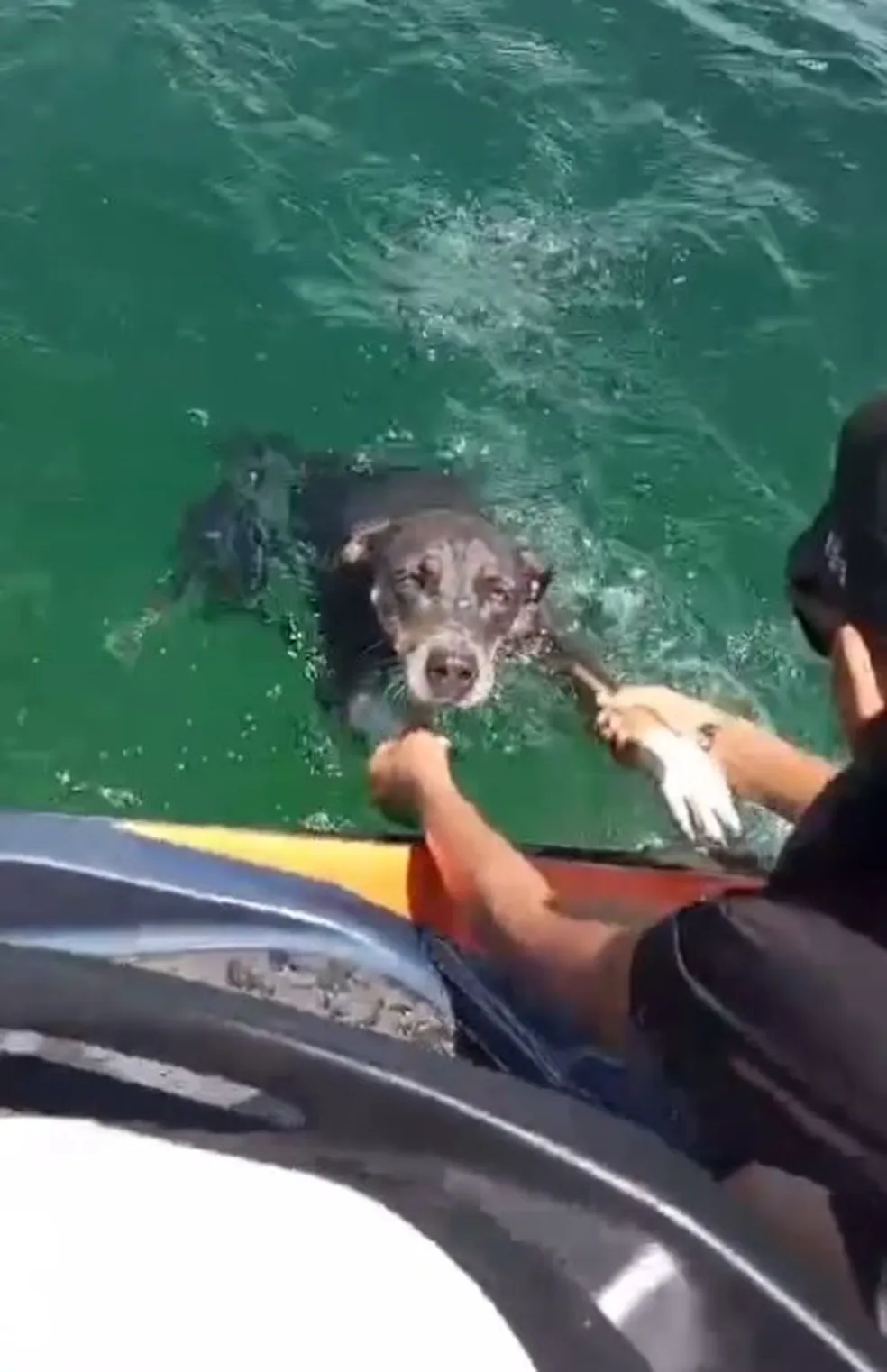 Pai e filho salvam cachorra que estava se afogando no rio São Francisco