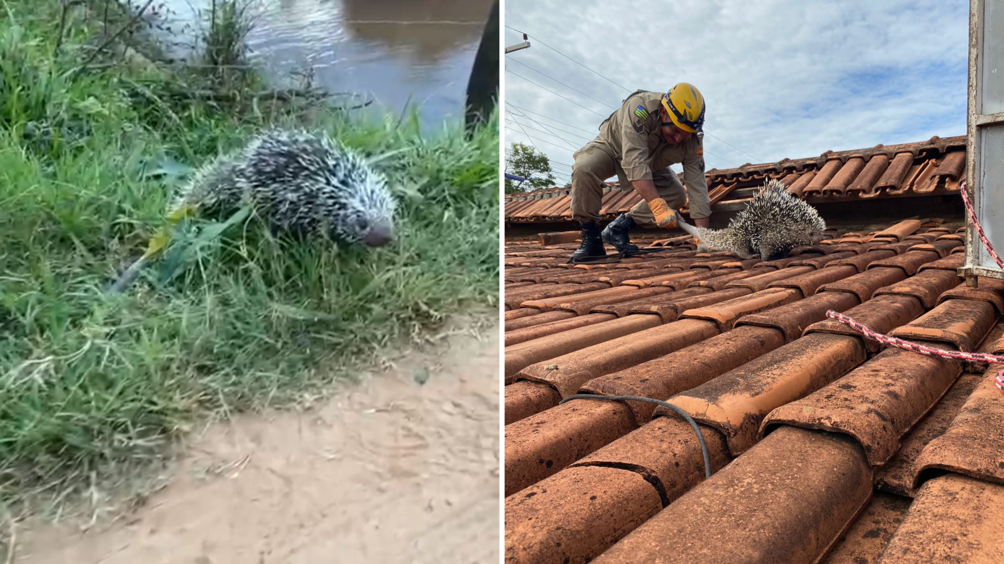 Ouriço é encontrado em cima de telhado em Pires do Rio