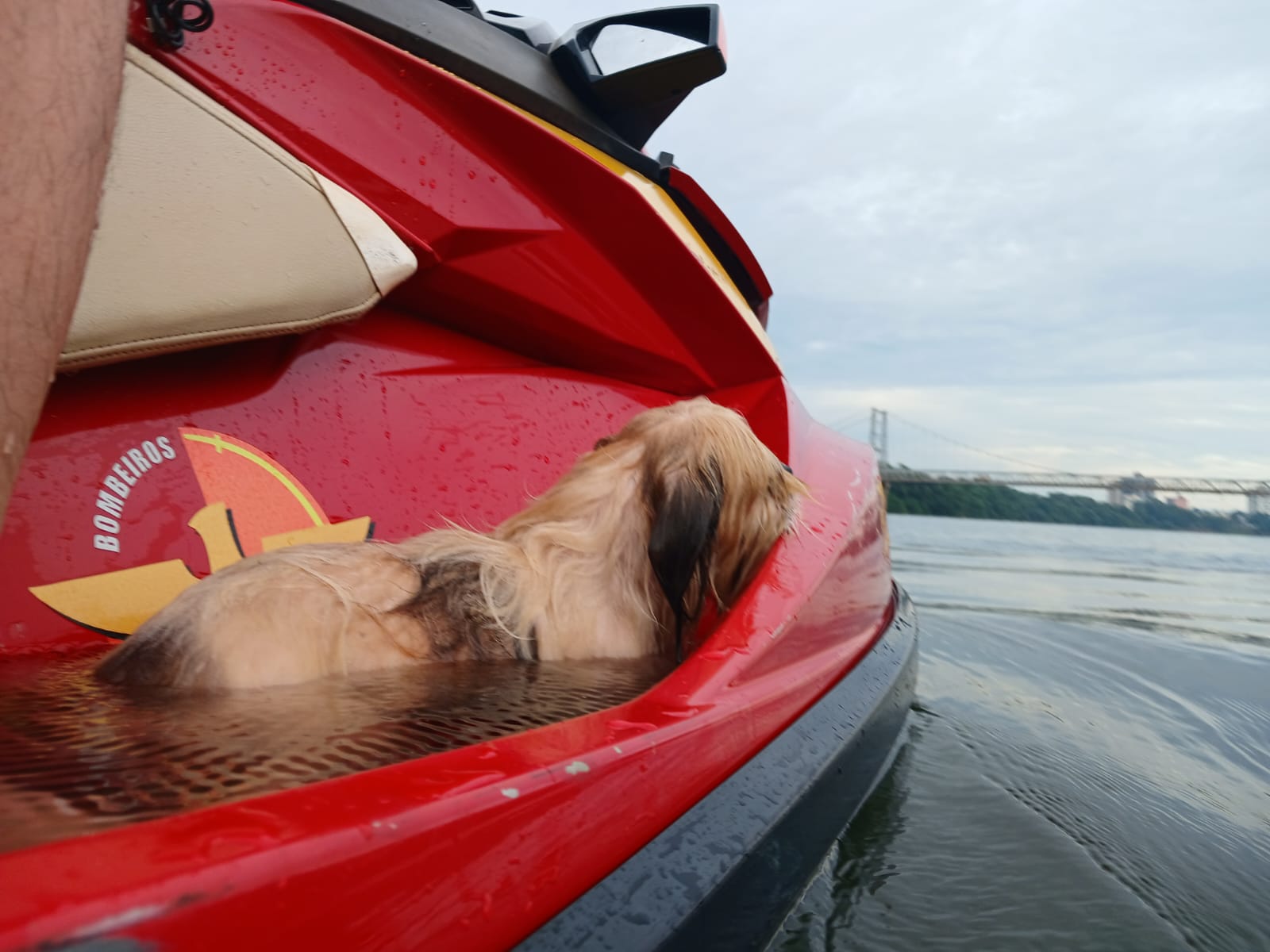 Cachorrinha desaparecida desde a virada de ano novo é encontrada no Rio Paranaíba