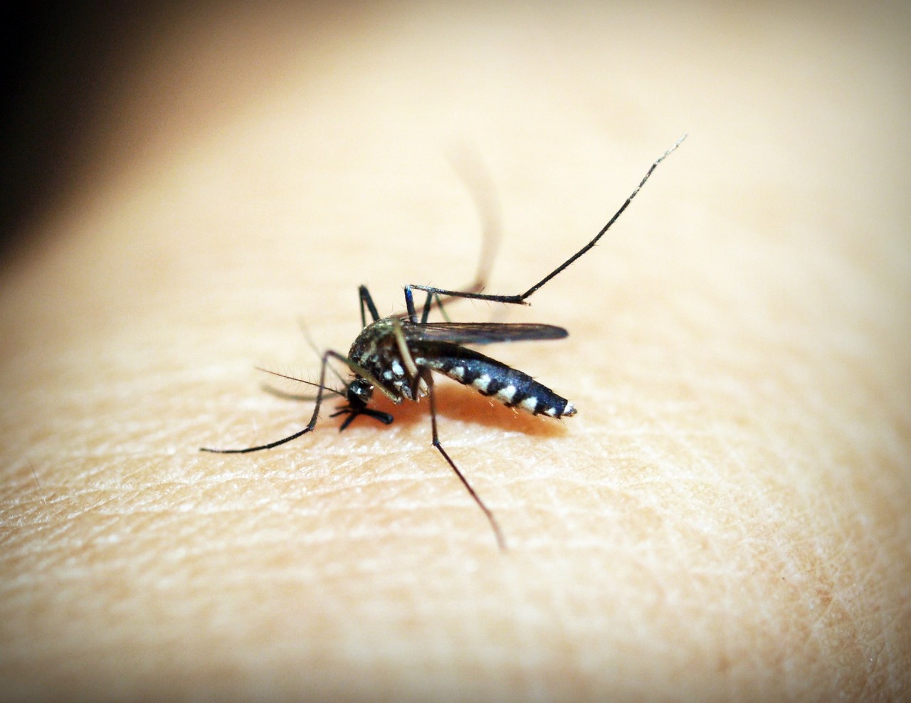 Dengue no país deve superar pico de 2023 já em fevereiro