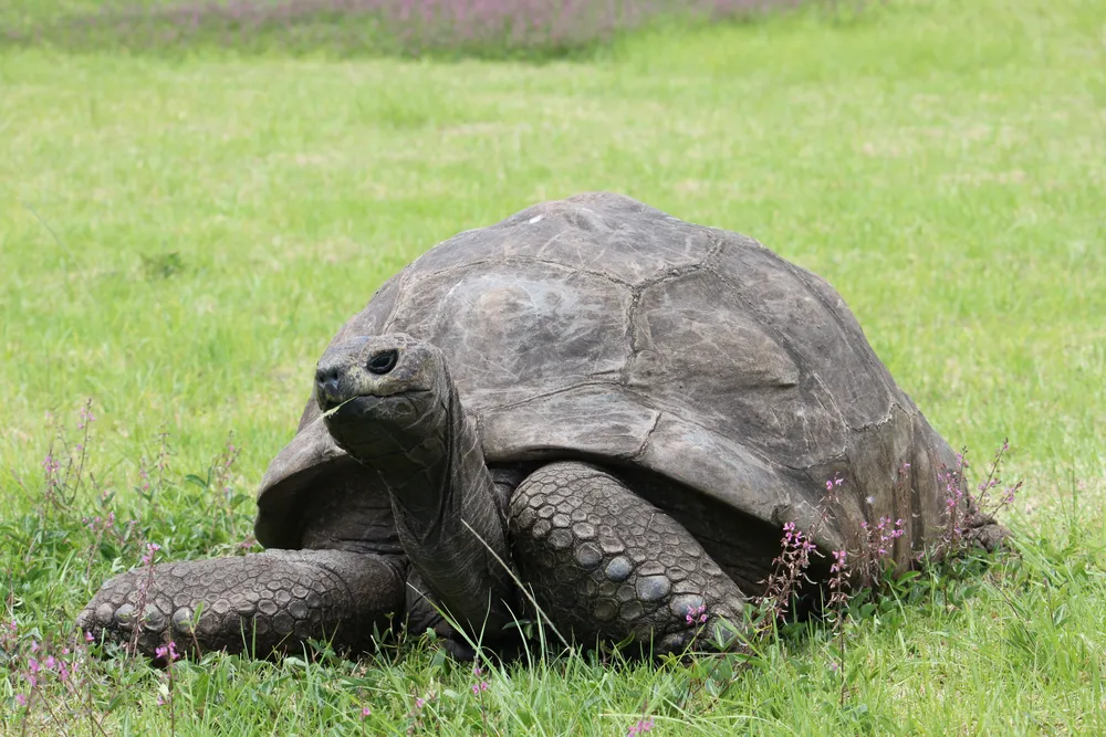 Tartaruga mais antiga do mundo completou 191 anos