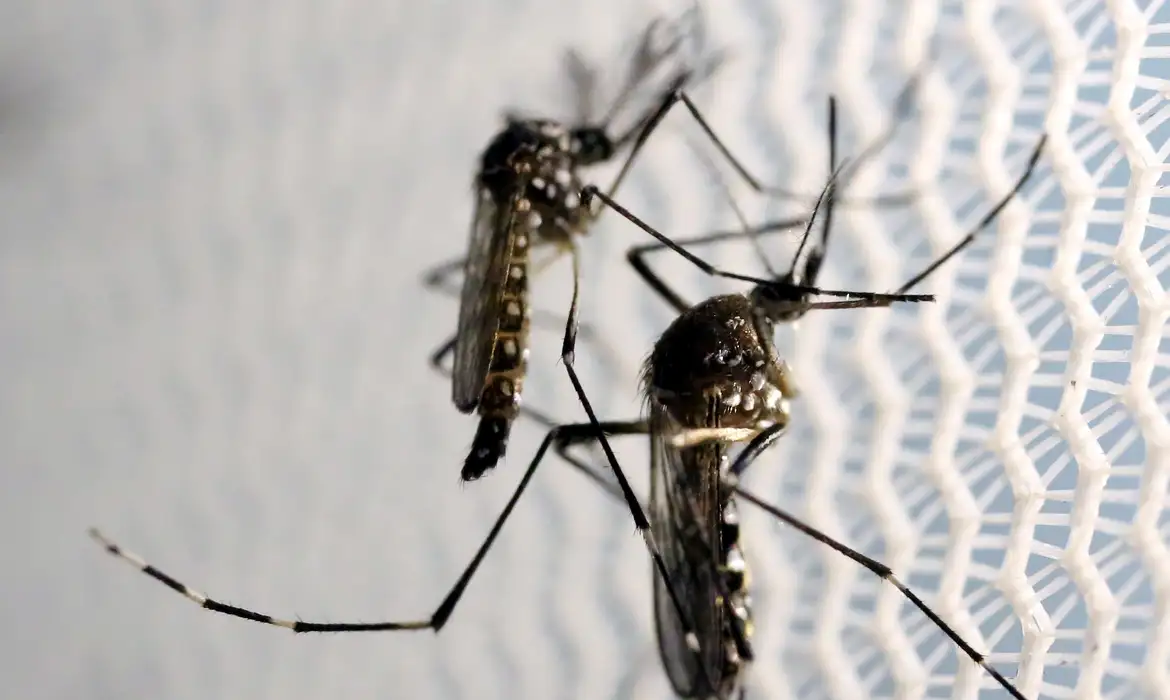 SES confirma 13 casos de óbito por dengue em Goiás