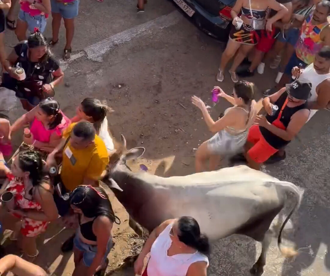 Vaca invade festa de Carnaval e deixa três pessoas feridas