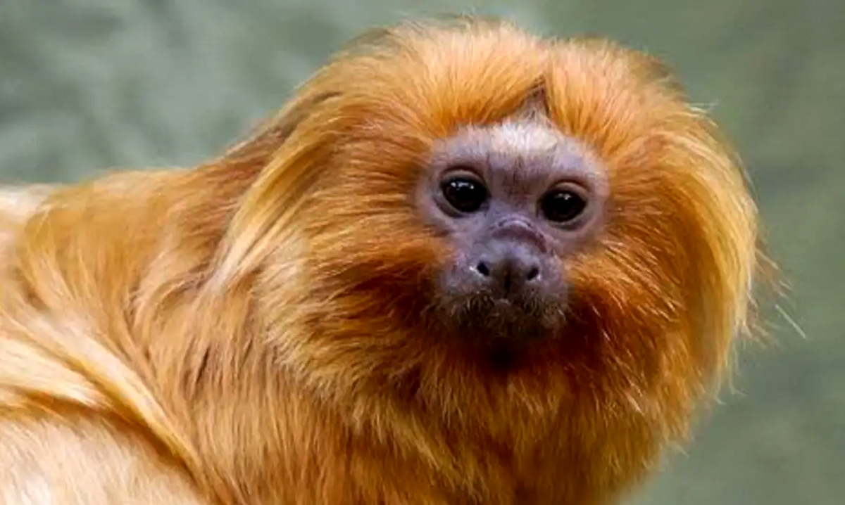 17 micos-leões-dourados foram trazidos de volta ao Brasil por uma força-tarefa