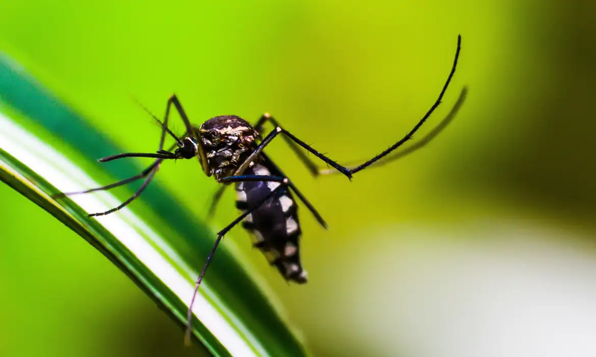 SES confirma 13 casos de óbito por dengue em Goiás