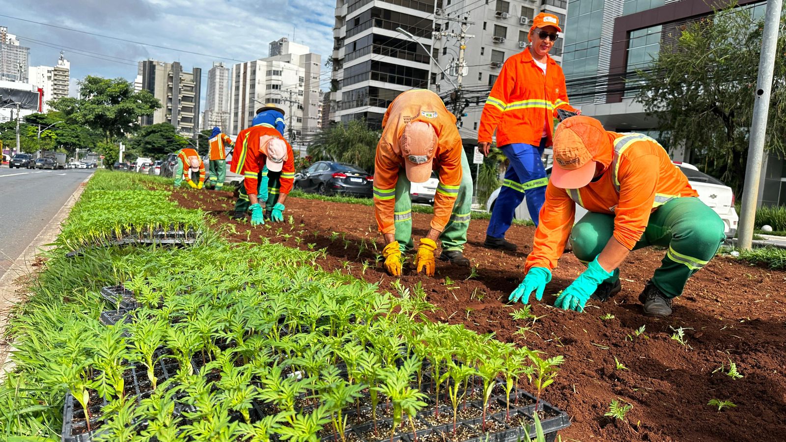 Prefeitura de Goiânia renova paisagismo com 326 mil mudas de flores em 356 canteiros da cidade