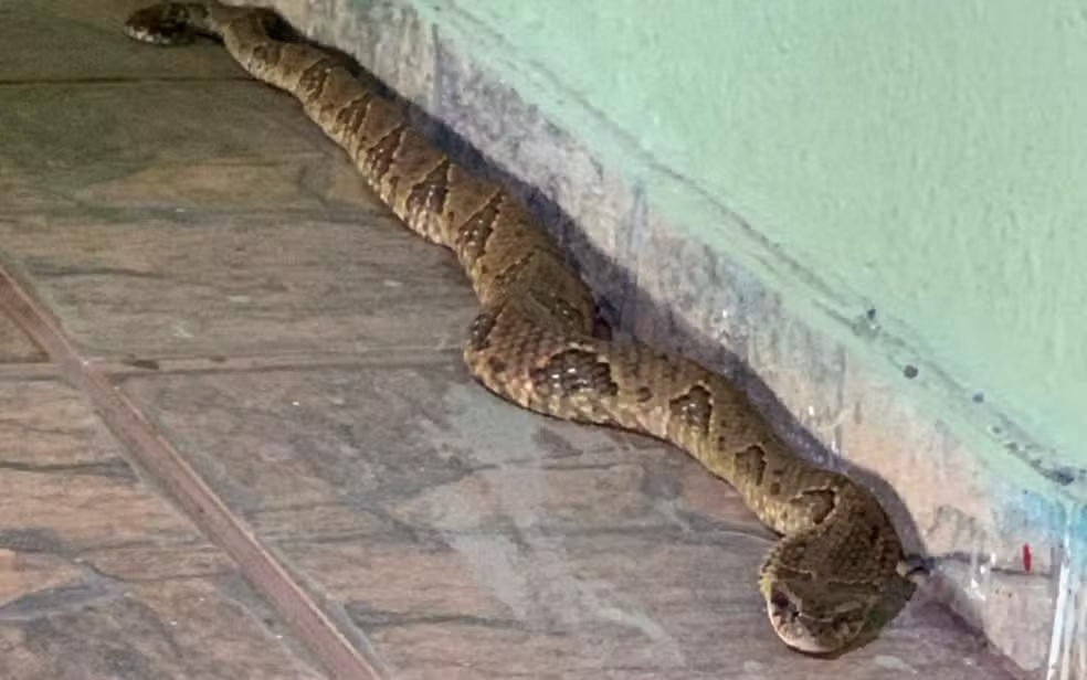 Cobra venenosa é encontrada dentro de banheiro em abrigo de Águas Lindas de Goiás