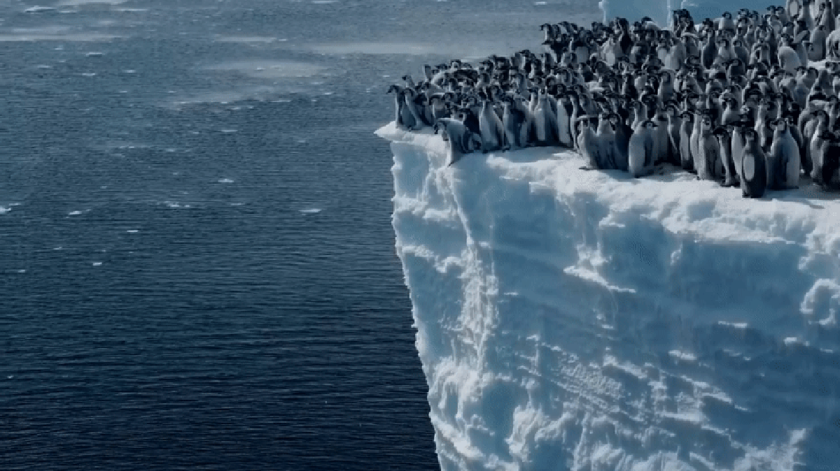 Bebês pinguins pulam de penhasco de 15 metros durante primeiro mergulho na Antártica